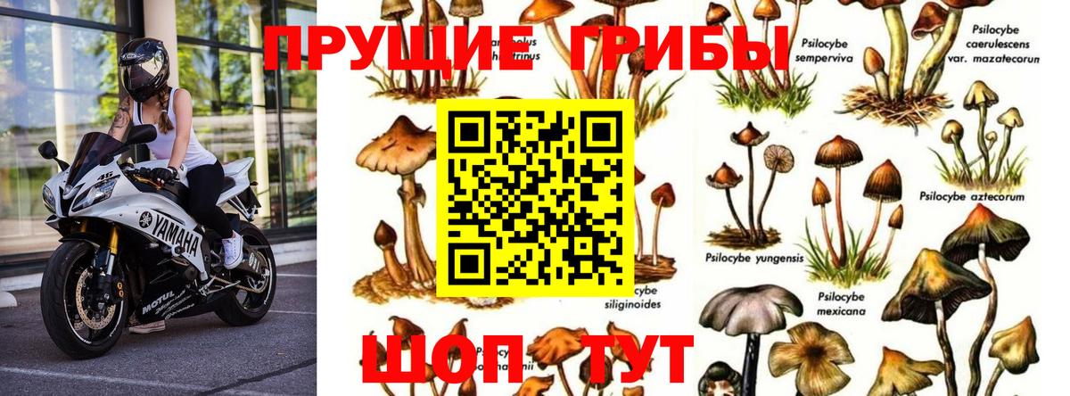 Псилоцибиновые грибы MAGIC MUSHROOMS Славянск-на-Кубани